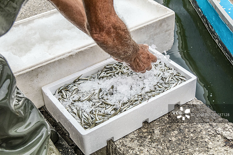 专业渔民用手网将新鲜捕获的鱼转移到装有冰块的白色盒子中图片素材