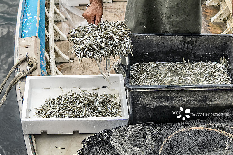 专业渔民用渔网将刚捕获的鱼转移到装有冰块的白色箱子里图片素材