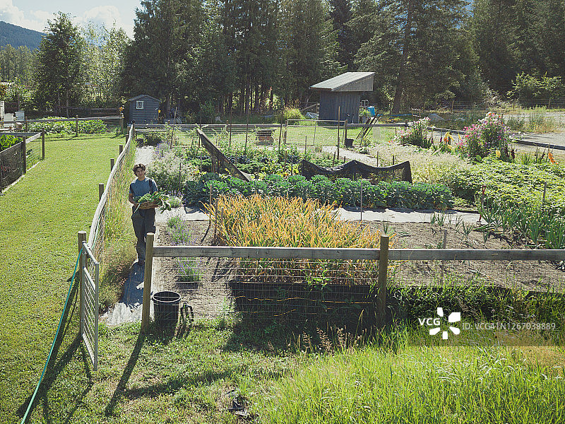 蔬菜地里年轻农场工人高角度照片图片素材