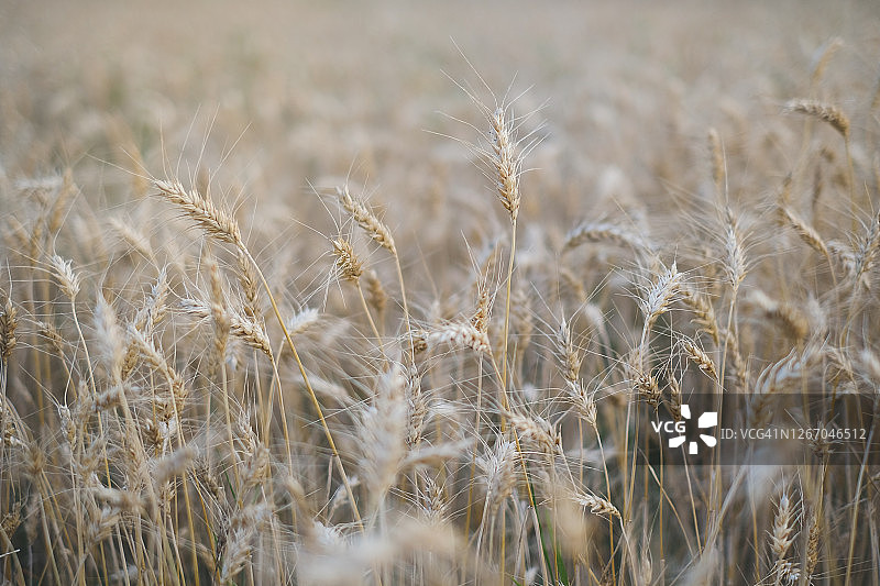 托斯卡纳乡村小麦大麦农田图片素材