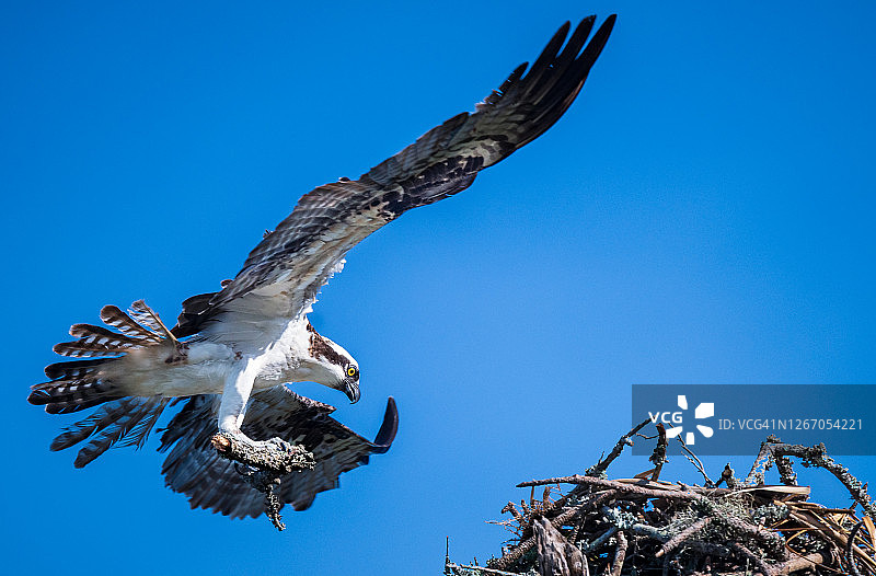 鱼鹰携带木头筑巢图片素材