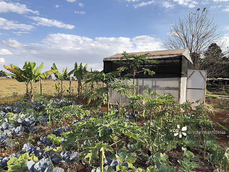 巴西农场上的卷心菜种植园图片素材