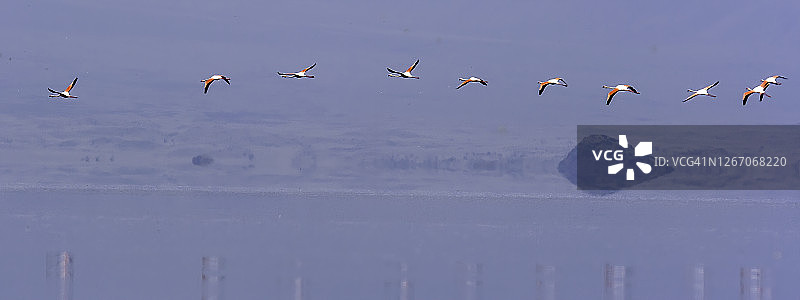 坦桑尼亚纳特龙湖上的小红鹳群图片素材