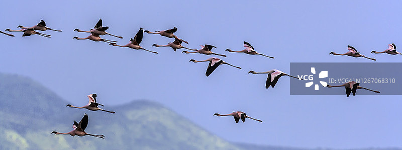 小红鹳飞越纳特龙湖图片素材