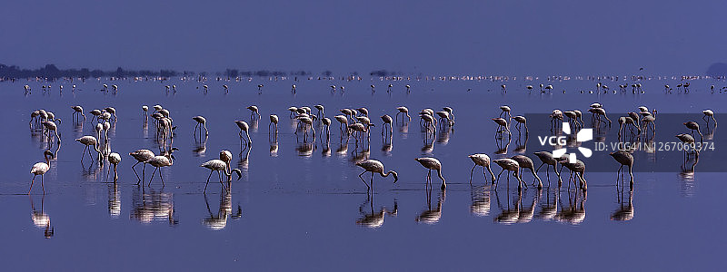 小火烈鸟在纳特龙湖清晨觅食图片素材