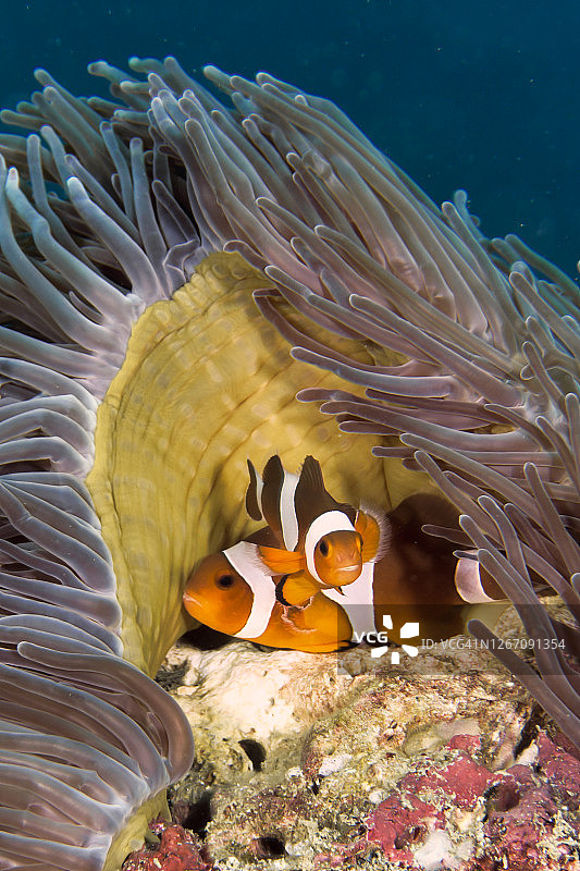 两条小丑鱼在海葵中交配特写图片素材