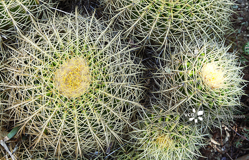 金琥仙人球图片素材