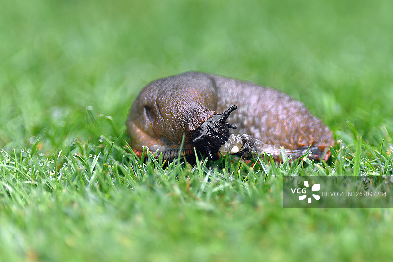 处于防御姿势的大红蛞蝓图片素材