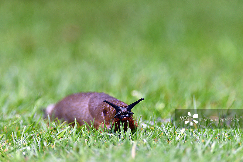 红色大蛞蝓图片素材