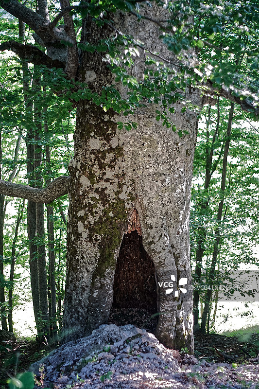 空心树干的古老山毛榉图片素材
