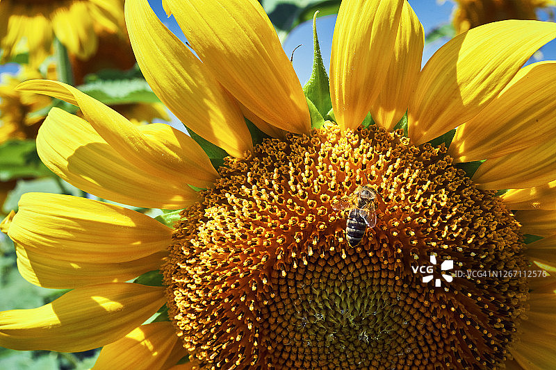 夏季蓝天白云向日葵banner图片素材