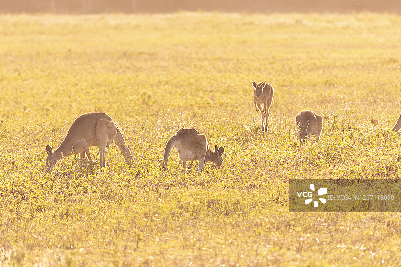 绵羊扁平图标图片素材
