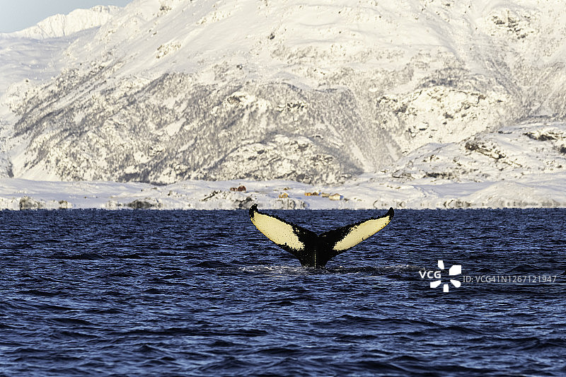 座头鲸尾叶，挪威北部斯克耶沃伊附近图片素材