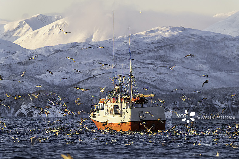 挪威北部：渔船捕鱼引来大群海鸥抢食图片素材