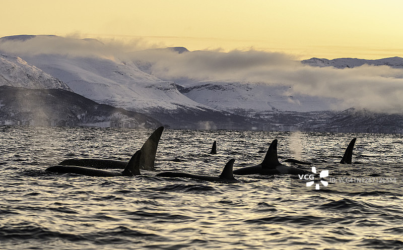 日落时分在挪威北部游弋的虎鲸群图片素材