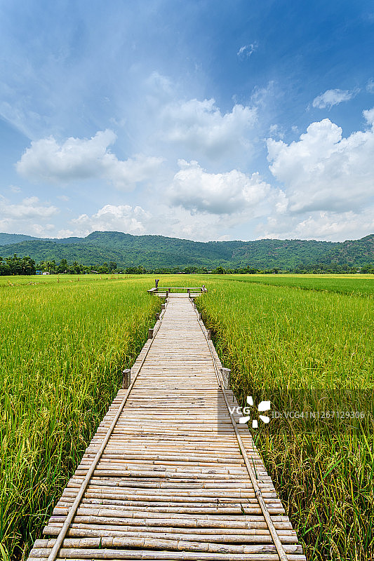 泰国那空那育稻田观景点图片素材