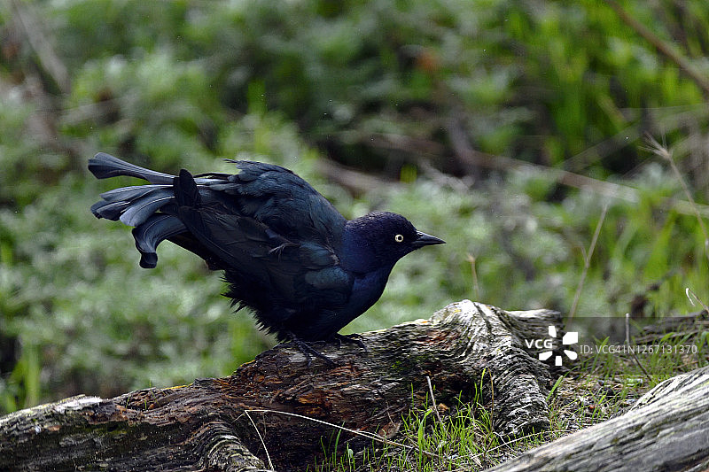 雄性黑鹂展开翅膀图片素材