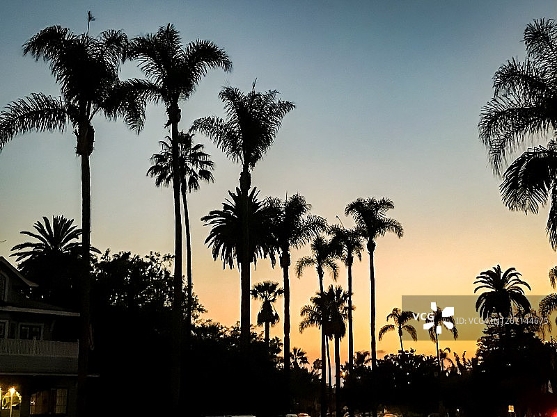 黄昏时分的棕榈树图片素材