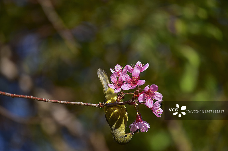春天，太阳鸟在樱桃树枝上觅食图片素材