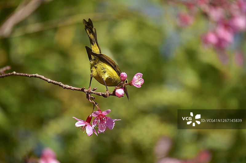春天，太阳鸟在樱桃树枝上觅食图片素材