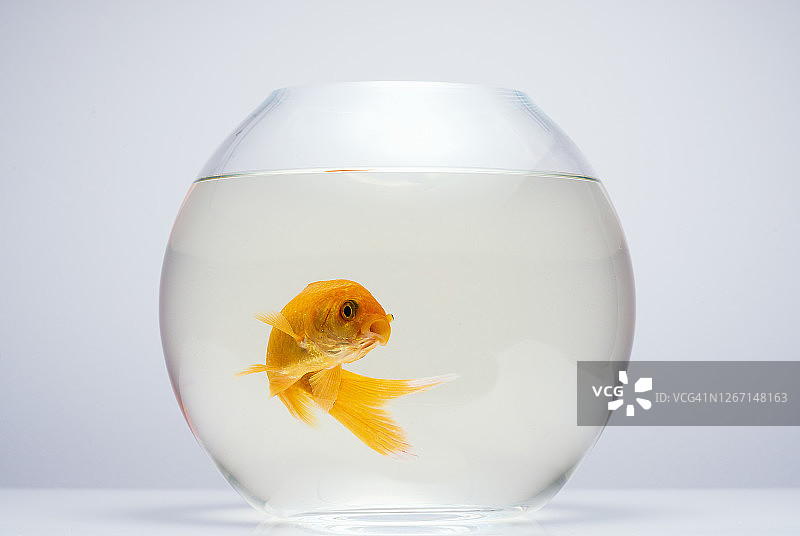 玻璃碗里的金鱼图片素材
