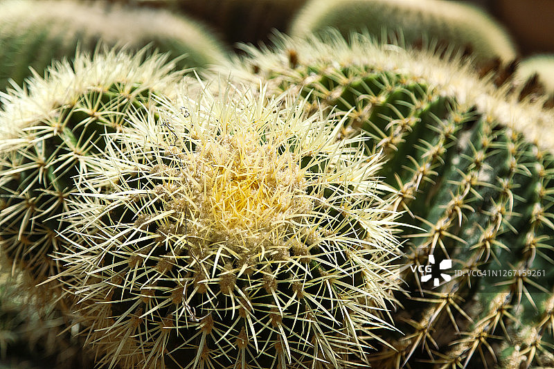 金琥仙人球图片素材