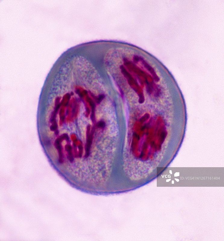 减数第二次分裂后期（百合），放大400倍图片素材