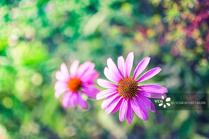 一对紫色松果菊图片素材