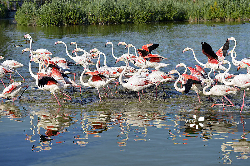 卡马格的火烈鸟群图片素材