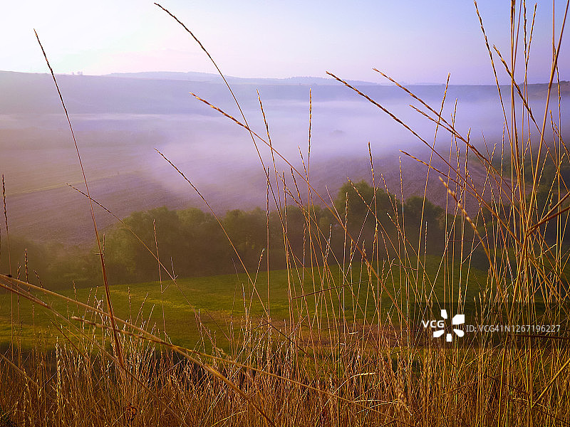 晨曦中的山谷：遍布黄色草地、绿色牧场和树木图片素材
