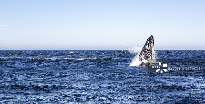 跃出水面的座头鲸图片素材