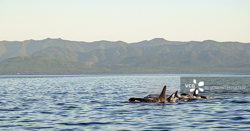 迁徙的虎鲸群图片素材