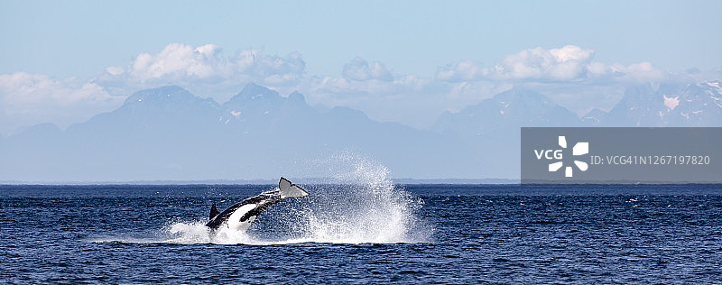 虎鲸群追逐猎物图片素材