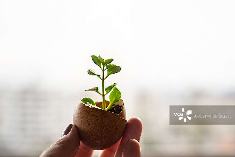 蛋壳里的植物图片素材