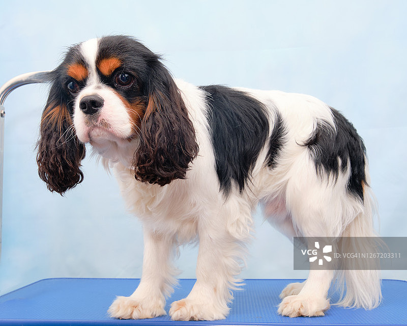 查理士王小猎犬站在美容台上，蓝色背景上的漂亮发型图片素材