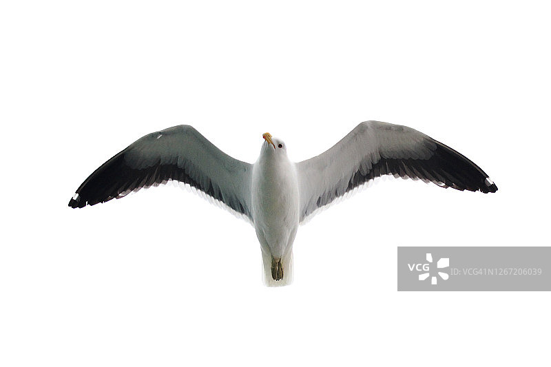 飞行中的海鸥图片素材