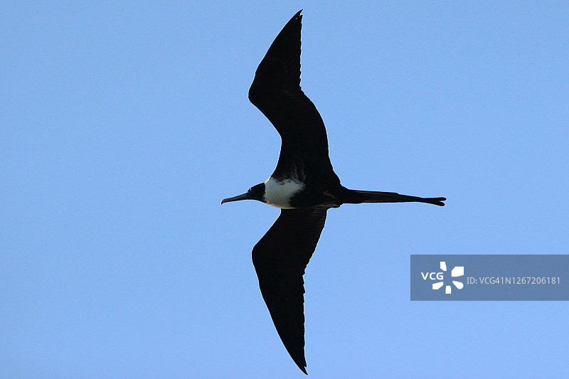 飞行中的军舰鸟图片素材