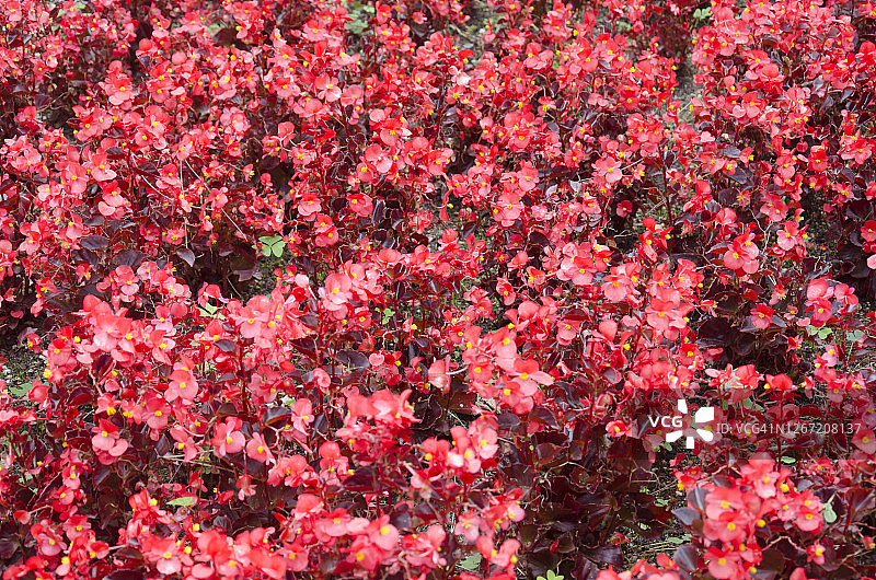 夏季盛开的球根海棠特写图片素材