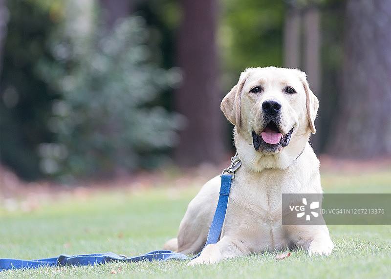 户外坐着的幼年黄色拉布拉多寻回犬图片素材