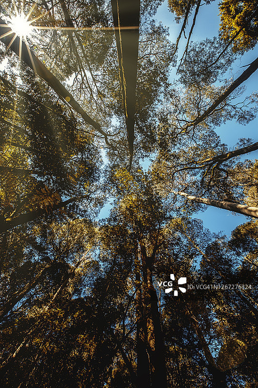 菲尔德山国家公园，塔斯马尼亚图片素材