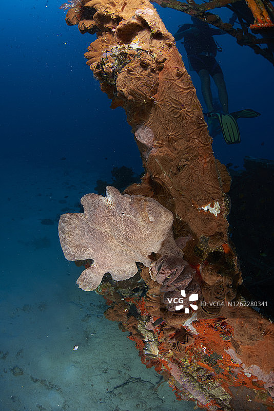 沉船上的巨型躄鱼图片素材