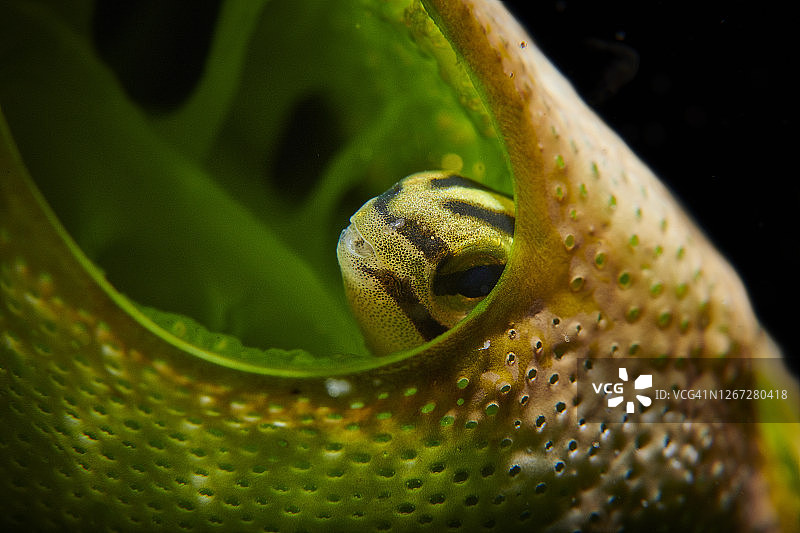 条纹鳚从海鞘中探出图片素材
