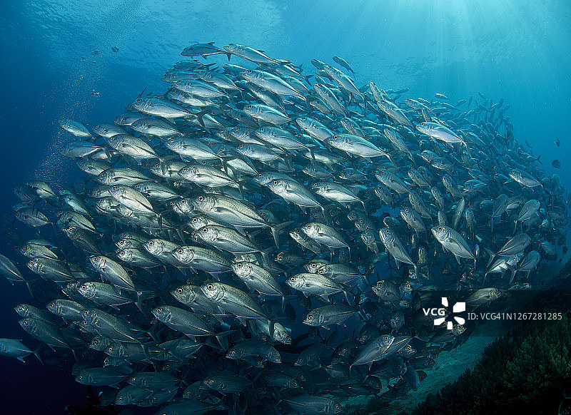 大眼鲹鱼群图片素材