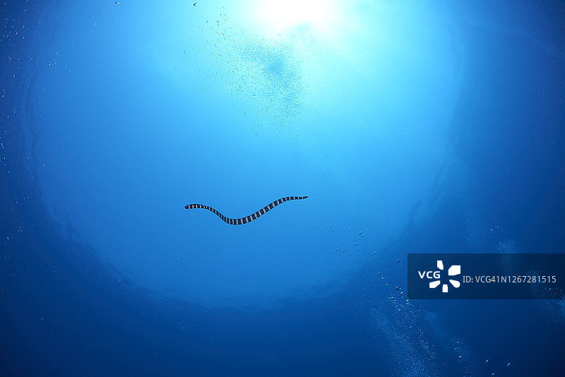 蓝色海水中逆光拍摄的条纹海蛇图片素材