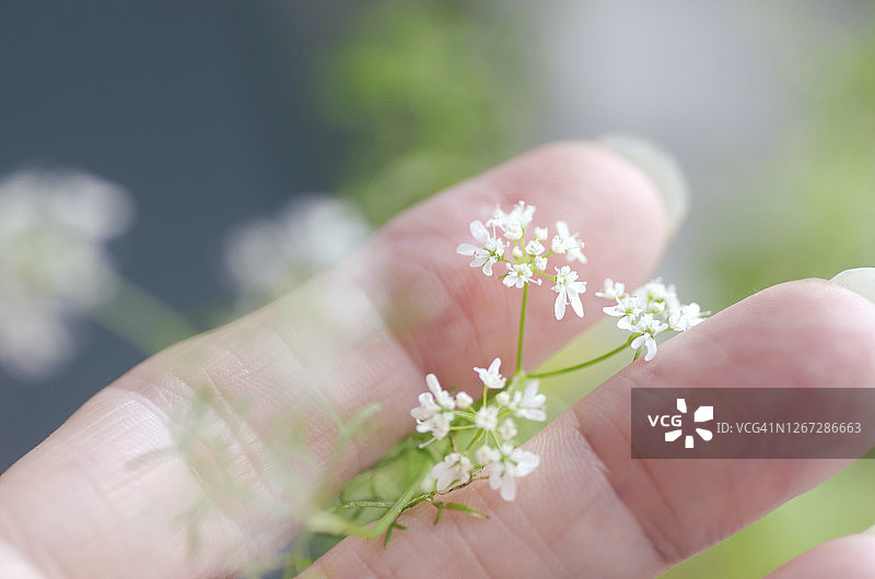 女人手持芫荽花图片素材