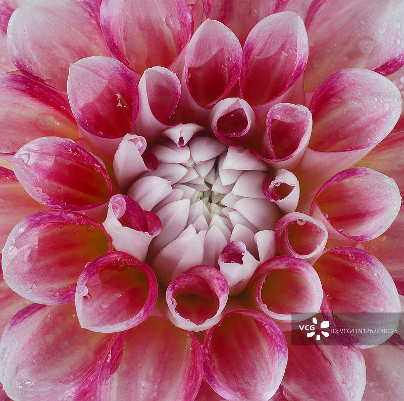 大丽花“夏威夷”带水滴，充满方形画框图片素材