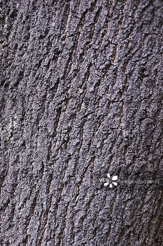 丝绸橡树树干木材纹理的完整设置图片素材