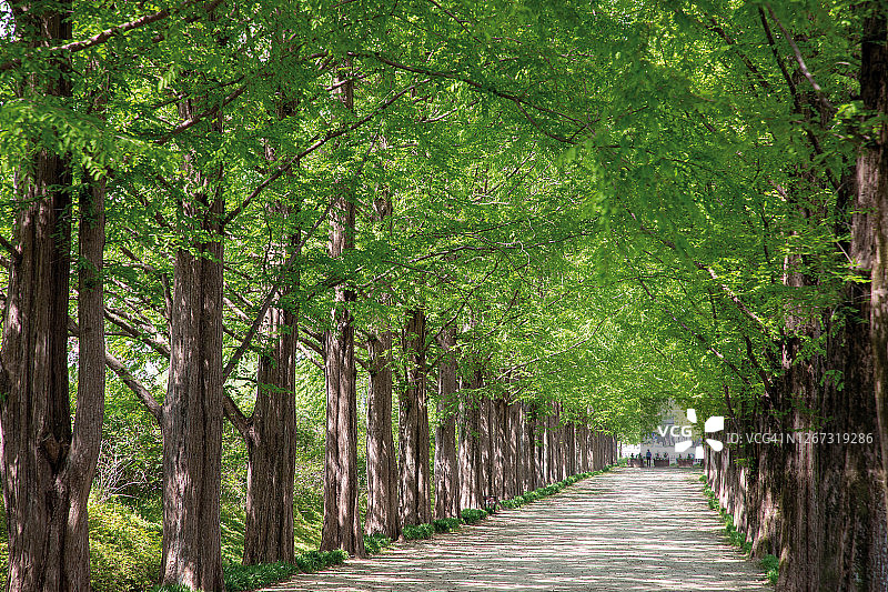 韩国潭阳水杉路图片素材