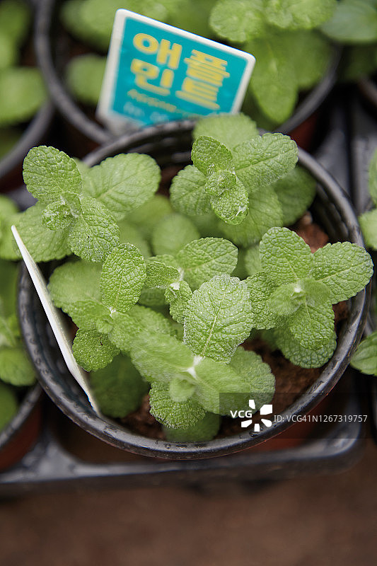 苹果薄荷草本植物图片素材