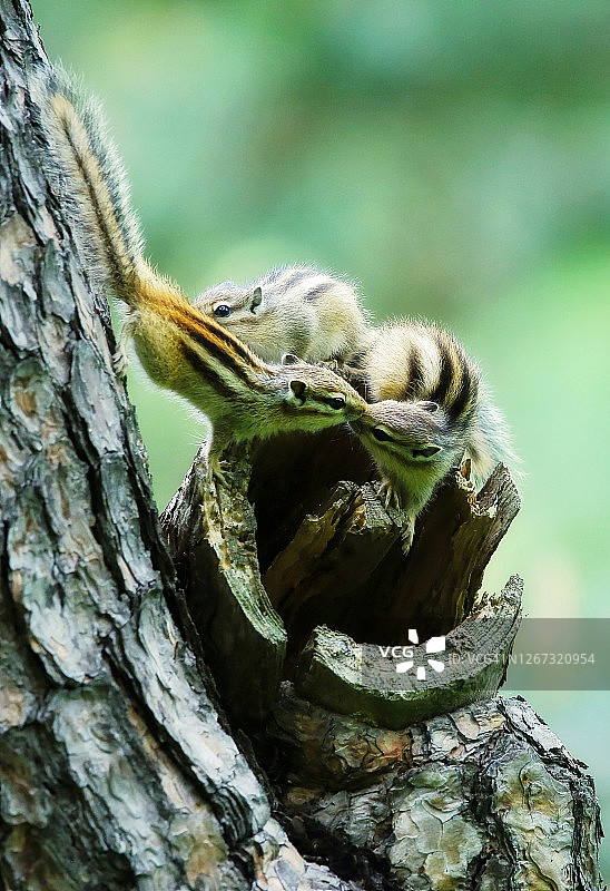 花栗鼠一家图片素材